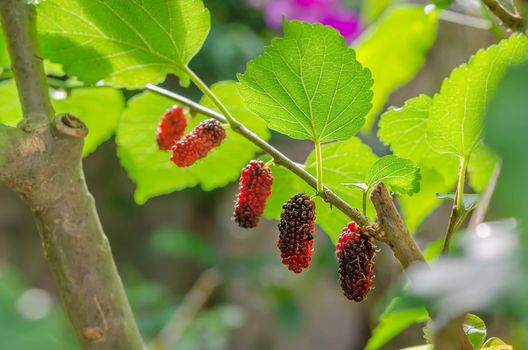 ripe mulberries in the green foliage
