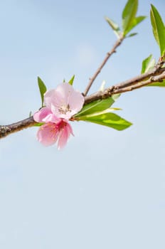 Beautiful pink blossom flower with blue sky background