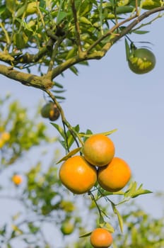 branch orange tree fruits with green leaves in sunlight