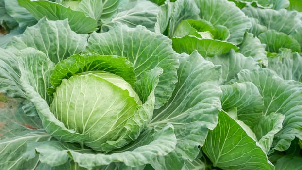 close-up of fresh cabbage in the vegetable garden