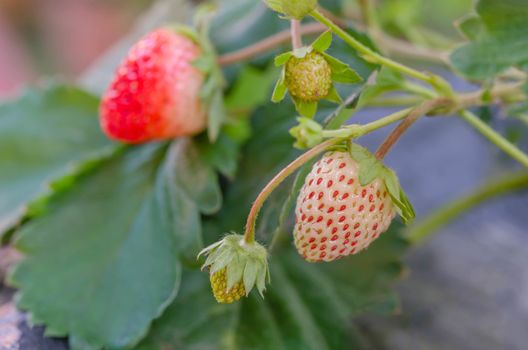 fresh Strawberry plants already ripe to harvest
