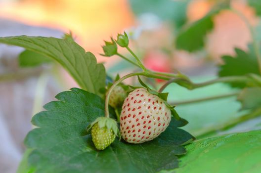 fresh Strawberry plants already ripe to harvest