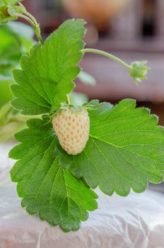 fresh Strawberry plants already ripe to harvest