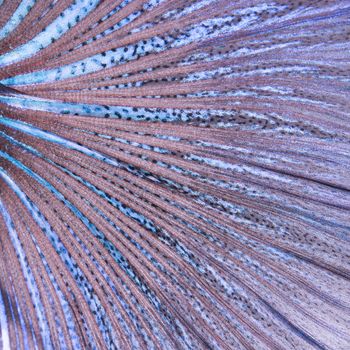 Abstract nature pattern, blue and purple Siamese fighting fish, skin and scale profile