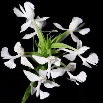 Wild white orchid, Habaenaria dentata, on black background