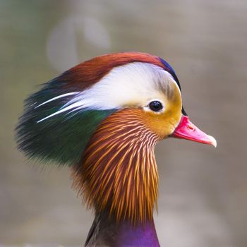 Colorful duck, Mandarin duck, head profile closeup
