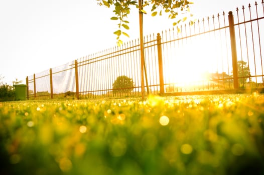 Sunrise over the fresh green lawn.