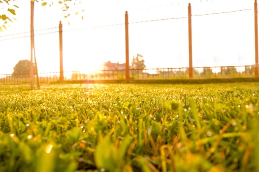 Sunrise over the fresh green lawn.