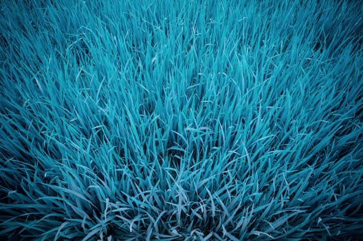 Blue abstract background made from view the top of rice paddy.
