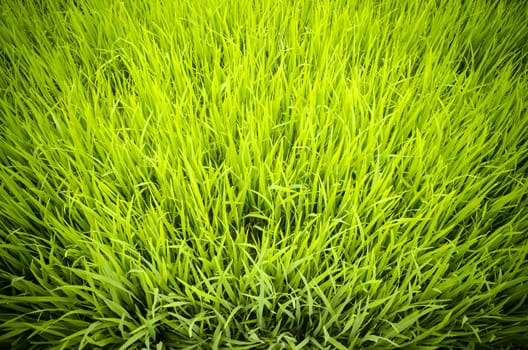 Yellow abstract background made from view the top of rice paddy.