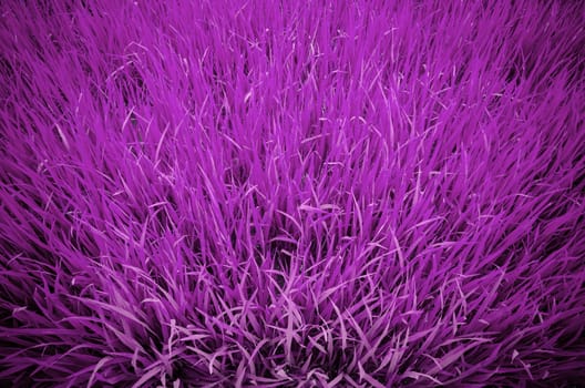 Abstract pink background made from view the top of rice paddy at Thailand.