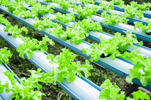 Organic hydroponic vegetable cultivation farm.