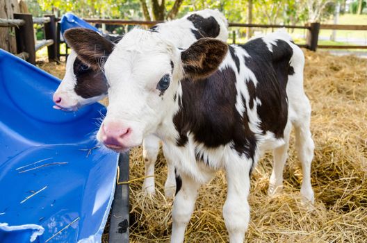 Baby cow drinking water in farm