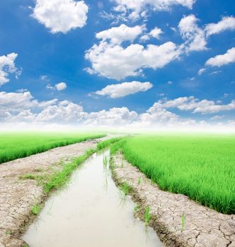 Trees with a ditch of water use in rice farming and blue sky