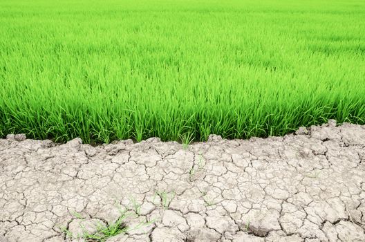 Dry crack earth at rice field in Thailand.