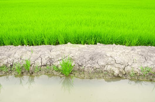 paddy rice field in water and crack earth.