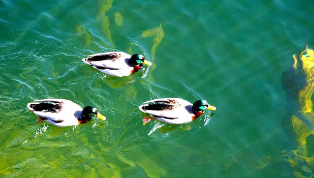 Ducks in Hallstatt lake 