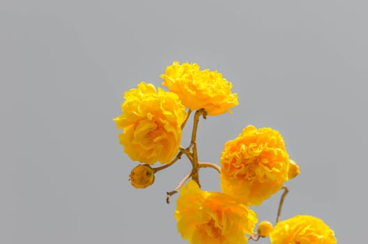 Yellow Cotton Tree over gray color background ( Cochlospermum religiosum Alston )