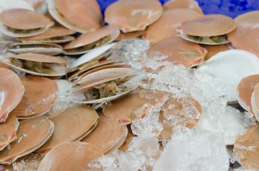 Scallops in shell for sale at local market