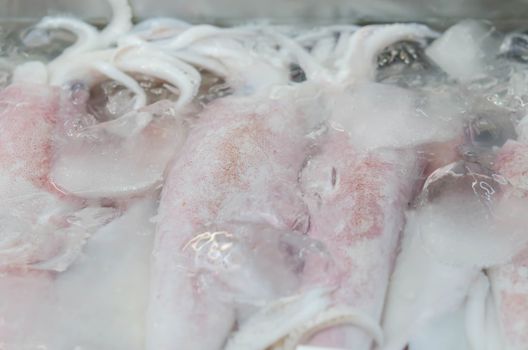 Frozen Raw Squids on iced in The Local Market