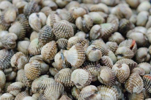 A background of fresh cockles for sale at a market