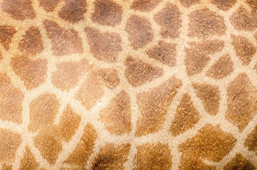 Genuine leather skin of Giraffe