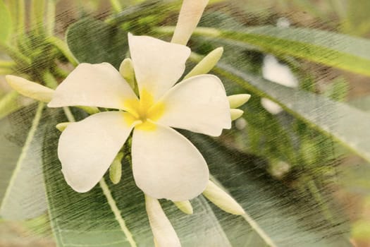 old paper with tropical flowers. Plumeria
