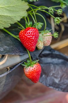 fresh Strawberry plants already ripe to harvest