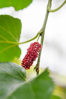 ripe mulberries in the green foliage