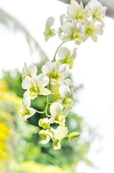 beautiful white  orchid flower  in green garden