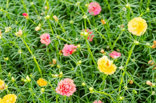 Common Purslane, Verdolaga, Pigweed, Little Hogweed ,Pusley Portulace grandiflora