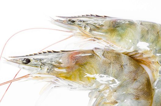 close up shrimp big raw isolated on white background