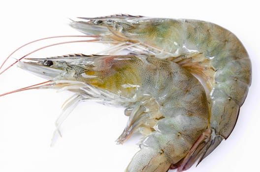 close up raw shrimps on white background