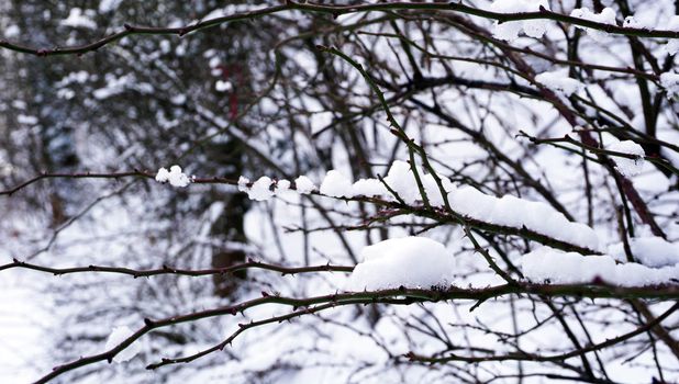 Snowy Day and the Tree