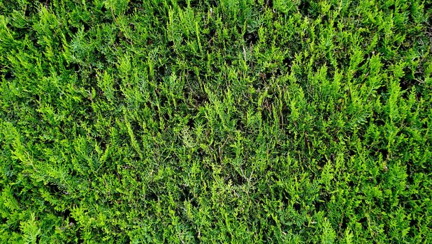 green plant fence horizontal