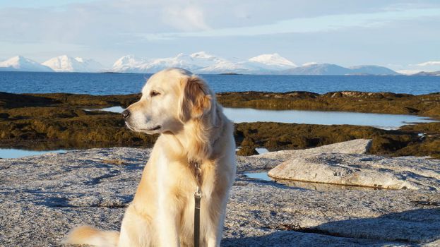 Golden retriever, hund, dog