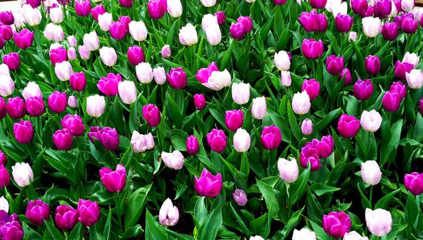 Pink and purple tulip flowers field