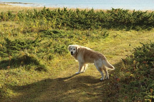 Golden retriever, hund, dog