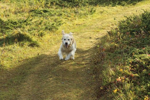 Golden retriever, hund, dog