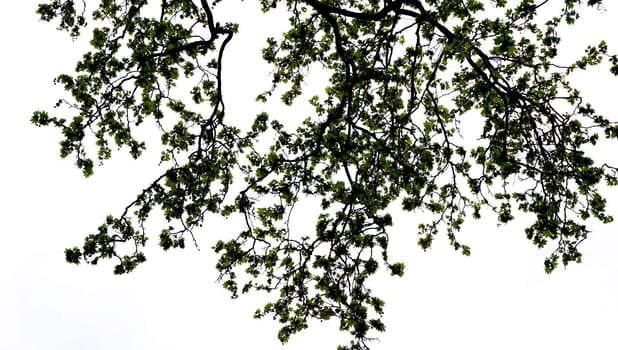 tree silhouette in the park