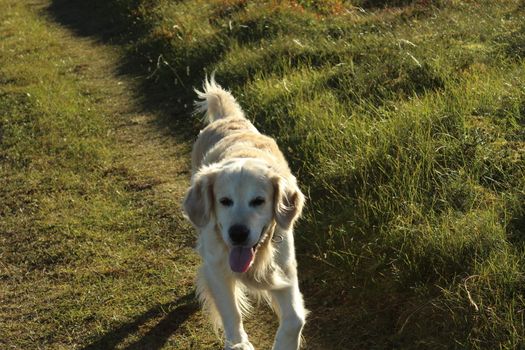 Golden retriever, hund, dog