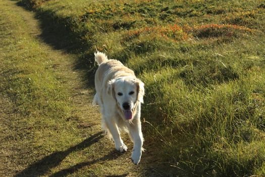 Golden retriever, hund, dog