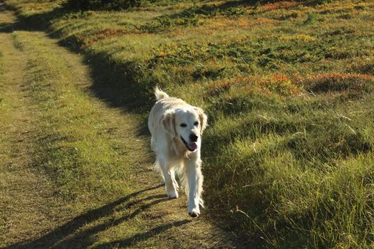 Golden retriever, hund, dog