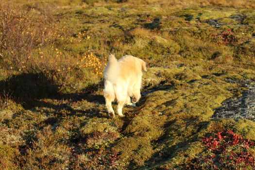 Golden retriever, hund, dog