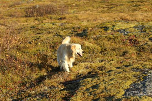 Golden retriever, hund, dog