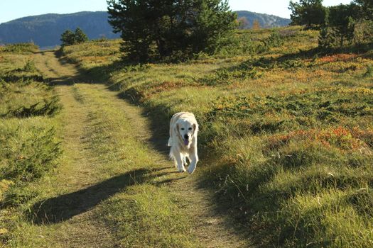 Golden retriever, hund, dog