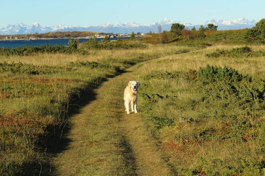 Golden retriever, hund, dog