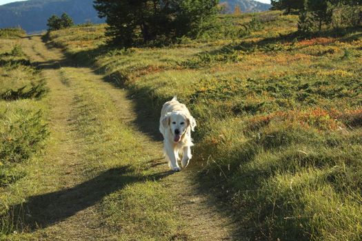 Golden retriever, hund, dog