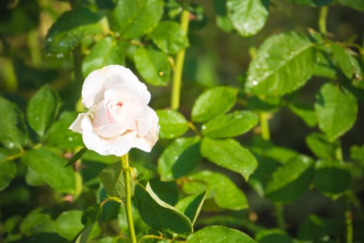 Roses in the garden filtered, Roses are beautiful with a beautiful sunny day.