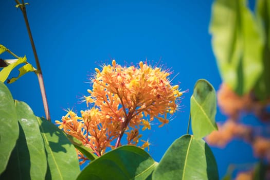 The background image of the colorful flowers, background nature